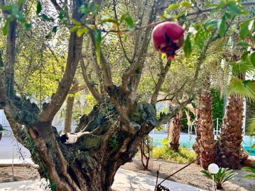 a tree with a flower on the top of it at Palm Garden Valencia in Bétera