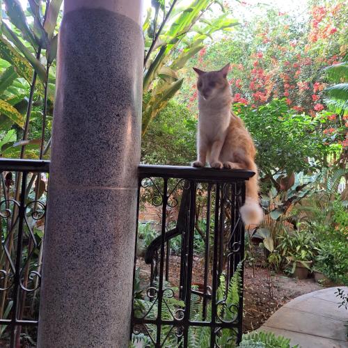 a cat sitting on top of a fence at La posada del Virrey in Pucallpa