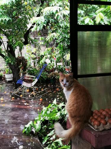 an orange and white cat sitting on a window sill at La posada del Virrey in Pucallpa