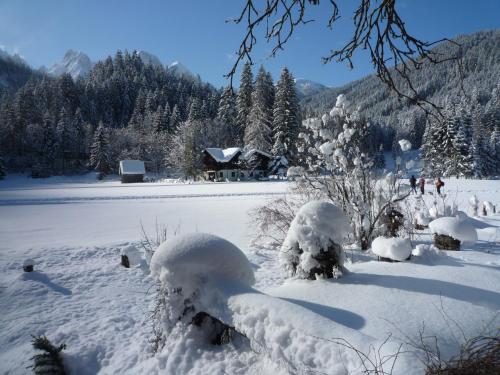a group of snow covered plants on a snow covered field at Ferienwohnung Peter Egger in Gosau