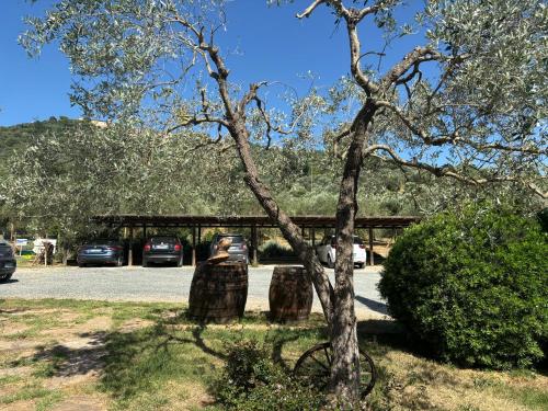 a tree sitting in front of a parking lot at Nonna Nara Bed & Breakfast in Grosseto