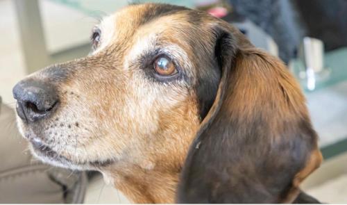 a close up of a brown dog looking up at Richter Altstadtappartements in Goslar