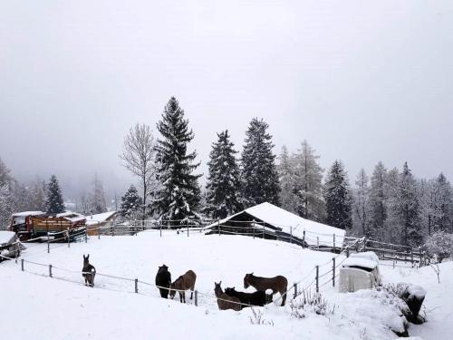 a group of horses standing in a snow covered field at Chalet Verrel near Aletsch Ski Gondolas in Fiesch