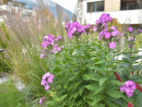 a bunch of purple flowers in a garden at Chalet in Fulpmes near Stubai Glacier Skiing in Fulpmes