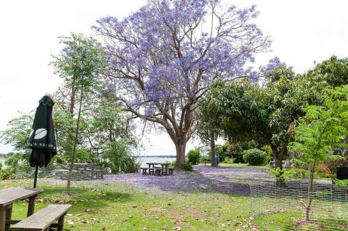 a park with benches and a tree with purple flowers at Ulmarra Hotel in Ulmarra