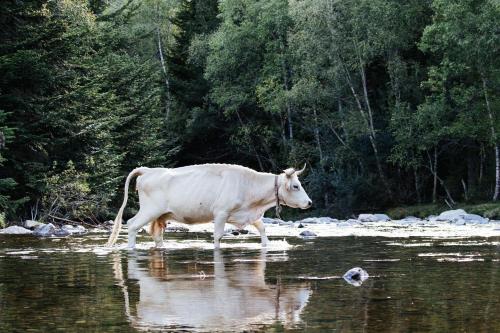 a cow walking through the water in a river at Hotel Estanys Blaus in Tavascan
