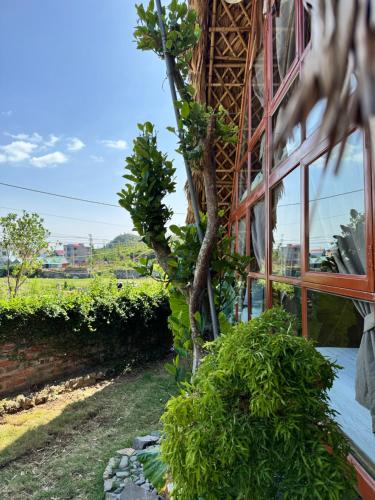 a tree growing out of the side of a building at JoyStay in Cat Ba