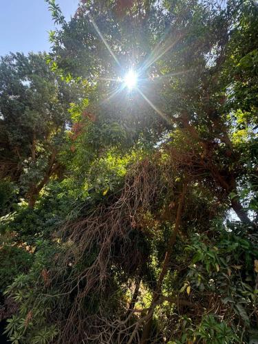 a tree with the sun shining through it at SEO House in Aswan