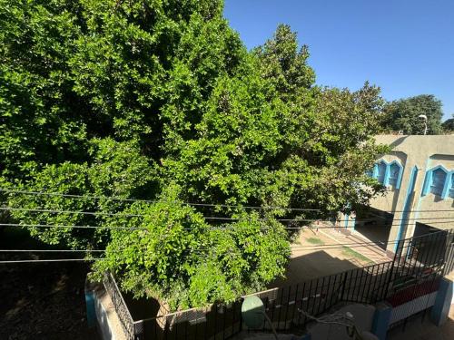a tree in front of a building with a fence at SEO House in Aswan