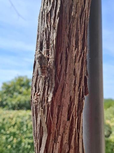 une fermeture du côté d'un arbre dans l'établissement Villa Leis Moelos, à Beaumes-de-Venise
