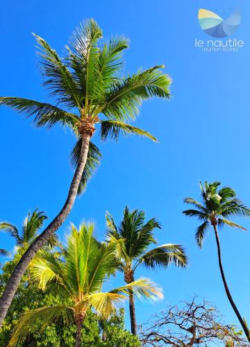 a group of palm trees against a blue sky at Le Nautile Beachfront in Saint-Gilles les Bains