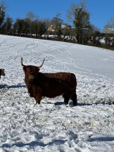 a brown animal standing in the snow at O'Hares Farmhouse in Tassagh