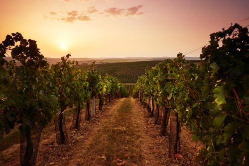 a row of vines in a vineyard at sunset at U HRÁDKU Superior in Znojmo