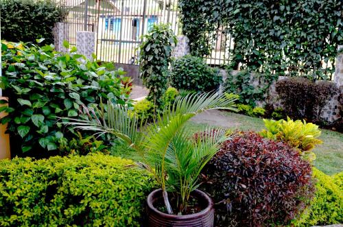 a garden with a potted plant and other plants at Hotel Top Five in Kampala