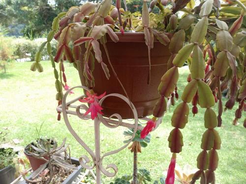 a plant in a flower pot on a stand at Hostal Vista Boquete in Bajo Boquete