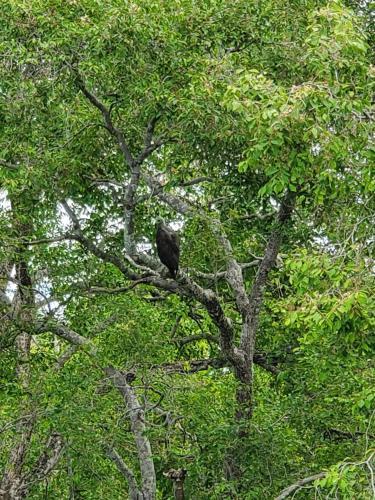 a black bird sitting on top of a tree at Clay Hut Village in Polonnaruwa