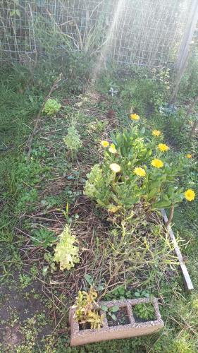 a garden with yellow flowers and a fence at Guardianas del Bosque in Playa Hermosa