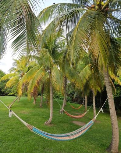 a hammock between two palm trees in a park at Couleur caraïbes-Ti créole appartement pierre et vacances accès plage et piscine in Sainte-Luce