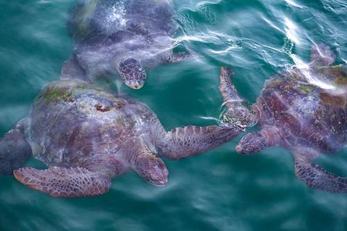 two turtles swimming in the water at Norte Suites Boutique in Los Órganos