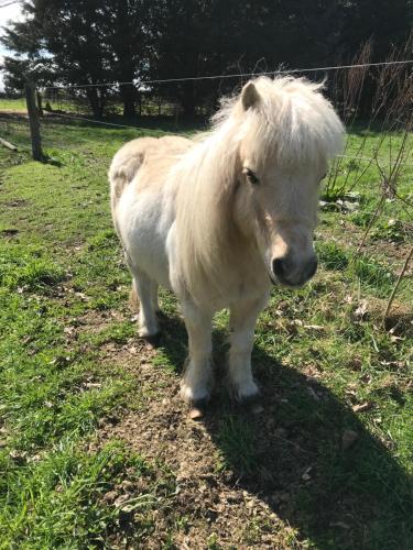a white pony standing in a field of grass at Brookside Country Escape 40 minutes to CHC Airport in Leeston