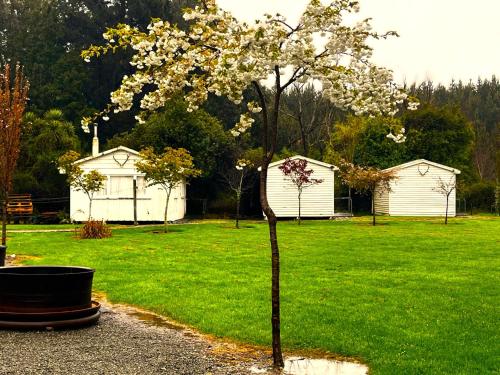 a tree with white flowers in a yard at Taringatura Backpackers in Pukearuhe