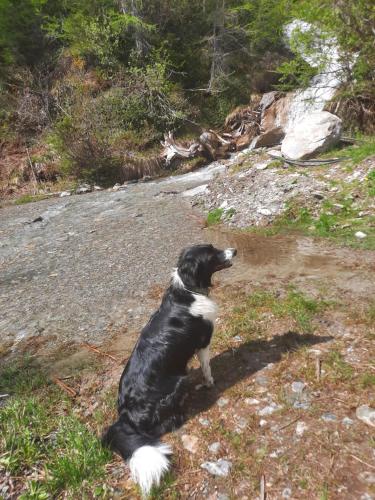 a black and white dog sitting on a dirt road at Obenfigerhof in Kals am Großglockner