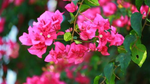 a bunch of pink flowers on a tree at Kendhoo holidays in Kendhoo