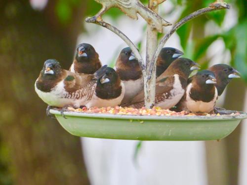 a group of birds sitting on a bird feeder at Whistlewood Guesthouse Walmer, Port Eizabeth in Port Elizabeth