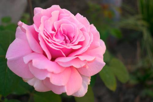 a pink rose is growing in a garden at Kendhoo holidays in Kendhoo