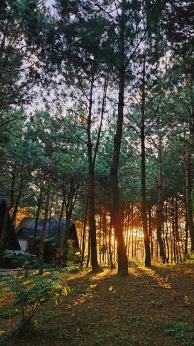 a group of trees with the sun shining through them at The Nordic Village - Evergreen Retreat in Mộc Châu