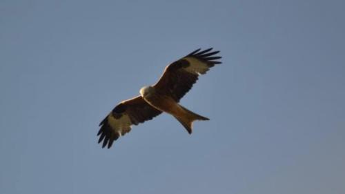 a bird flying in the blue sky at Pantyronen tourer holidays in Llanbadarn-fynydd