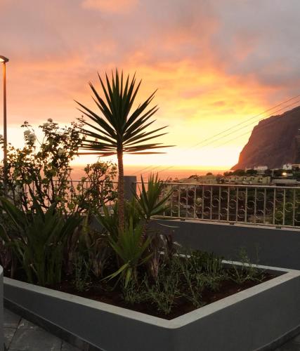 a palm tree sitting on top of a building with a sunset at Oásis Suites - Funchal in Funchal