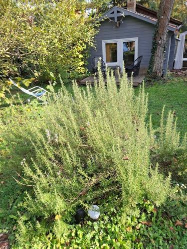 a bush in the yard of a house at Gomba Kert in Nagymaros