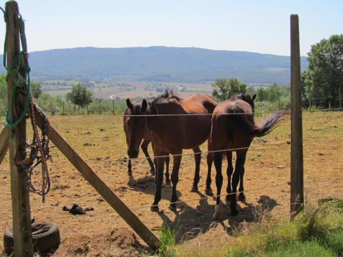 two horses standing behind a fence in a field at Agriturismo Borghetto Il Montino in Rapolano Terme