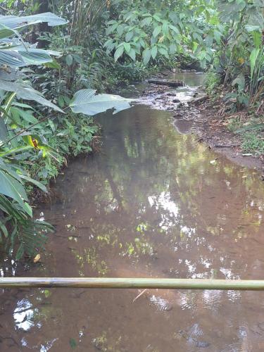 a stream of water in the middle of a forest at Guapote Lodge in Tigra