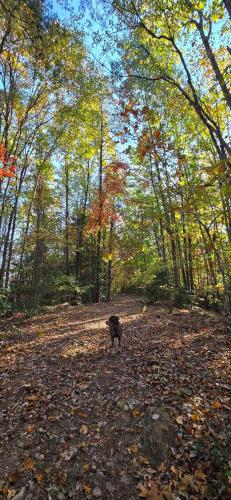 a dog standing in the middle of a forest at Charming enclave Luxury tent in the woods Tent 3 Bambi's playground in Lenoir