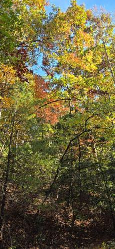 a group of trees with autumn leaves on them at Charming enclave Luxury tent in the woods Tent 3 Bambi's playground in Lenoir
