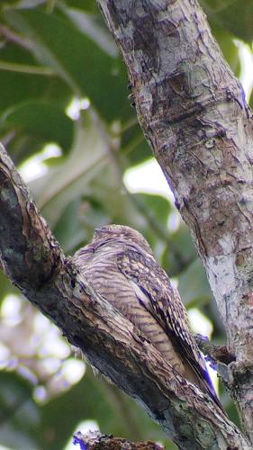 a bird is sitting on a tree branch at Birding Colombia Lodge cerca a Ibagué in El Real