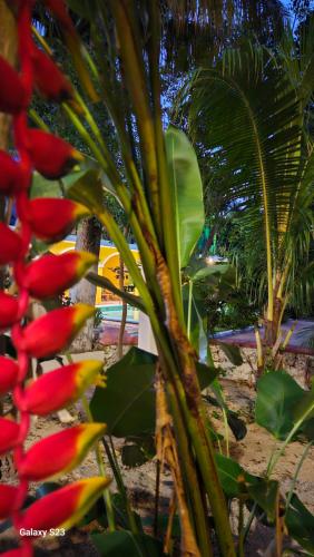 a group of plants with red and yellow flowers at Saak Luúm Ruta Puuc in Sacalum