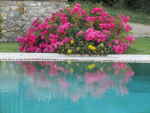 a bunch of pink flowers are reflected in the water at Agriturismo Borghetto Il Montino in Rapolano Terme