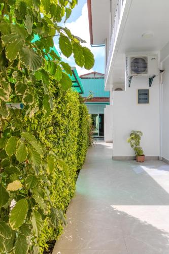 a green hedge next to a white building at Thooru stay in Kelaa