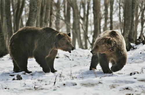 two brown bears walking in the snow at Villa Natsi in Aspróyia