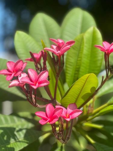 a group of pink flowers on a plant with leaves at Melgar Alojamiento Villa Claudia in Melgar