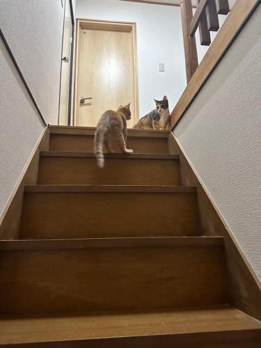 Haiwan peliharaan atau haiwan-haiwan peliharaan yang menginap dengan tetamu di 猫と泊まれる宿にゃんstay