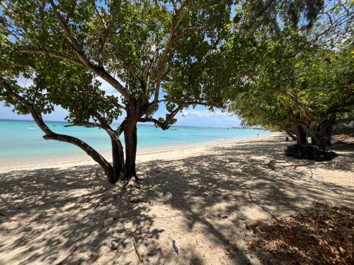 a tree on a beach with the ocean in the background at Seascape Modern Accomodation Near CLUB MED ALBION in Albion
