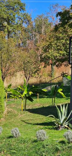 a group of plants in a field of grass at NEO resort jezero Bruje in Erdevik
