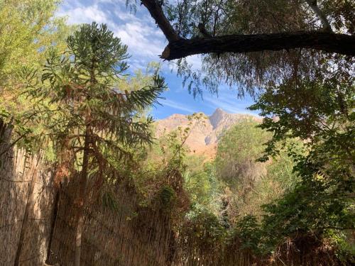a view of a forest with trees and mountains at La Casa entre los Árboles en el Valle de Elqui Montegrande in Paihuano