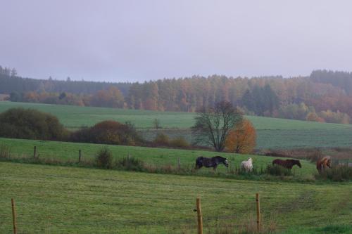 a group of horses grazing in a field at Maison Berton in Gedinne