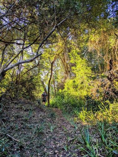 a forest filled with lots of trees and plants at The Loft in Mtunzini