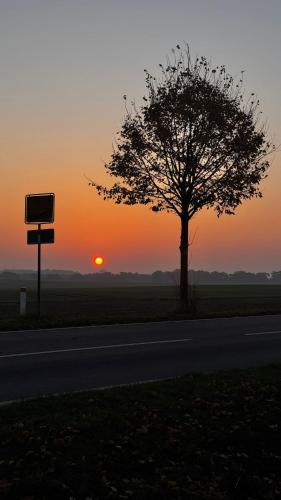 a tree on the side of a road at sunset at Ferienwohnung Seeblick in Retgendorf